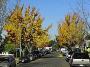 California Orange